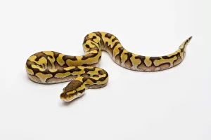 Drucke von Tigerphantom gelb Bauch Ball-Python oder Königspython (Python regius), männlich Python Drucke: Tigerphantom gelbbauchiges Bauchschlangen oder Königsschlange (Python regius), männlich