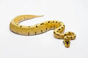 Tiger-Spinne-Ball-Python oder Königspython, Weibchen- python regius-
