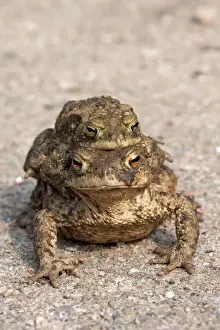 Animal Wildlife Photography Drucke: Toad migration, Common toads -Bufo bufo-
