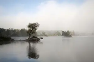 Upper Bavaria Nature Photos Drucke: Tree in fog in the backwaters of the Danube River, Stepperg, Bavaria, Germany, Europe