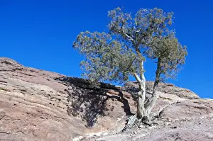 Jordan Desert Landscape Drucke: Tree Gazing