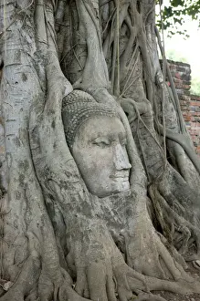 Thai Buddhist Art Photography Drucke: Tree Roots Wrapped Around Buddha Statue