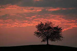 Baum schattiert gegen einen Himmel voller Sturmwolken, Hirzel im Kanton Zürich in der Schweiz