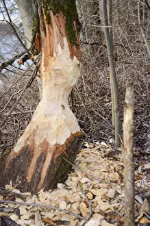 Deciduous Tree Damage Drucke: Tree trunk gnawed by a beaver in a riverside forest