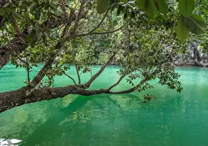 Tree Reflection In Water Drucke: Tree at the Underground river