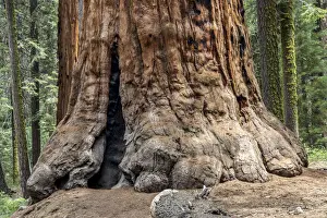Sequoia Tree Trunk Drucke: Trunk of a Sequoia tree -Sequoioideae