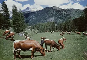Rural Austria Photography Drucke: Tyrolean Cattle