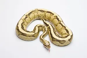 Drucke von Royal python, männlich (Python regius) oder Vanillecreme-Nattertonne Python Drucke: Royal python, männlich (Männlicher Royal-Python oder Pyton Regius)