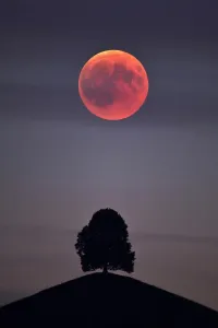 Blutmondgespenst, totale Mondfinsternis mit doppeltem Belichtung unter einem Baum auf einer Moränenhügelkette Hirschlücke