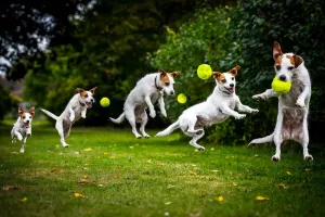 Fine Art Dogs Drucke: Composite of a jumping Jack Russell