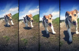 Drucke von Außerhalb auf einem sonnigen Tag geht ein Jack Russel Terrier dem Kamera vorbei Ein Sequenzfoto Ist Die Dekonstruktion Eines Sich Bewegenden Themas Innerhalb Desselben Bildes, Und Dies Ist Eine Sammlung Von Fotos Und Illustrationen, Die Geschichten Erzählen Drucke: Ein Vier-Frames-Zeichensatz eines Ganges Hunden