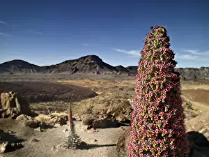 Canary Islands Nature Reserves Drucke: Volcano