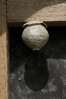 Arthropods In Nature Drucke: Wasp nest in a barn