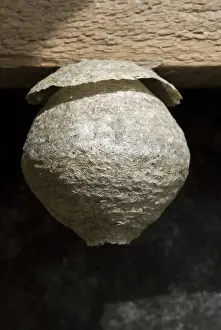 Arthropod Wildlife Photos Drucke: Wasp nest in a barn