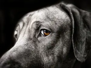 Drucke von Ein Makroporträt eines jungen Rottweilers aus Rhodos, männlich, Hund. In allen Bereichen des Fotos ist er entfärbt; nur sein reiches braunes Auge bleibt farbig Tierporträts Drucke: Bewachtend