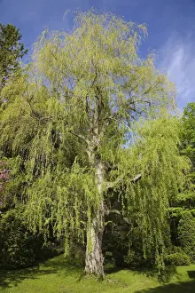 Drucke von Tränenweide (Salix spp.) im Frühjahr in Québec, Kanada Bilder Datiert 2012 Mai: Tränenweidebaum-Salix sp.- Frühjahrzeit in Québec (Kanada)