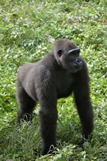 Westlicher Niederkaltergorille-Gorilla (Gorilla gorillus), Kamerun, Zentralafrika und Afrika