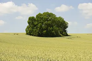 Weizenfeld und ein Buschwald, Thüringen, Deutschland