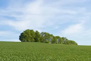 Weizenfeld und ein Buschwald in Thüringen, Deutschland