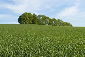 Weizenfeld und ein Buschwald in Thüringen Deutschland