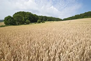 Agricultural Land Use Germany Drucke: Wheat field, Thuringia, Germany