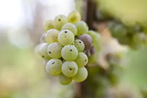 White Grapes Drucke: White grapes on the vine