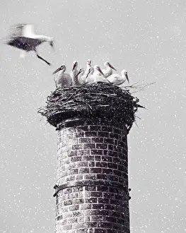 Wildlife Photography Storks Drucke: White storksnesting atop chimney