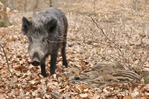 wilder Schweinshaxe-Sus scrofa- weiden und schweinen sowie Welpen ruhen in Gefangenschaft Nordrhein-Westfalen Deutschland