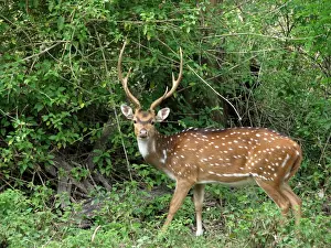 Green Forest Landscape Photography Drucke: Wildlife