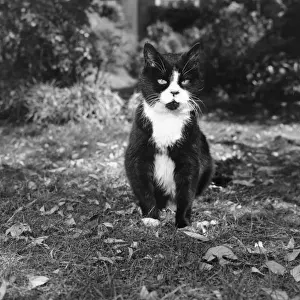 Black And White Cat Photo Drucke: Winnie The Cat