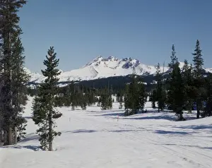Winterschönheit