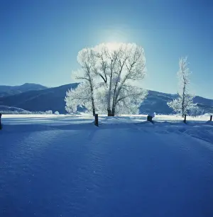 Snow Covered Tree Branches Drucke: Wintry Scene