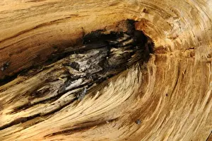 Close Up Tree Bark Drucke: Wood structure