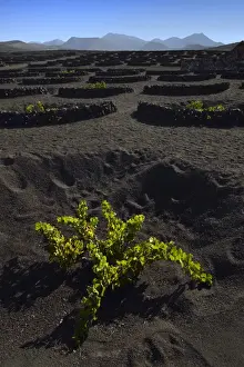 Canary Islands Wine Region Drucke: Worldwide unique cultivation method
