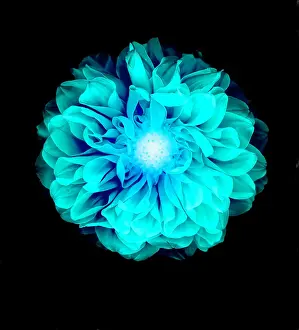 Röntgenähnliche Bild eines Blumen