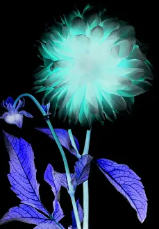 Röntgenartiges Bild einer Blume