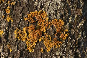 Tree Surface Structure Drucke: Yellow tree lichen