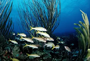 Yellowtail Snapper Drucke: Yellowtail Snapper (Ocyurus chrysurus), on the reef, Tobago, Caribbean Sea