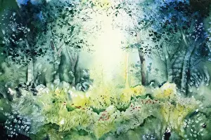 Outdoor Fine Art Photography Drucke: Zauberwald, magic forest