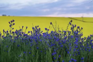 Landschaften Drucke: Kanolafelder zeichnen sich aus