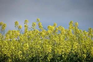 Landschaften Drucke: Kanolafelder mit Merkmalen