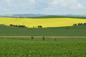 Landschaften Drucke: Kanolafelder zeigen sich