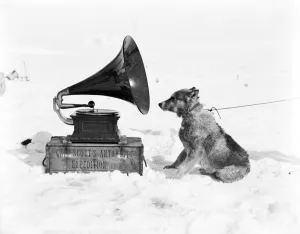 Der Schlittenhund Chris und die Phonographie