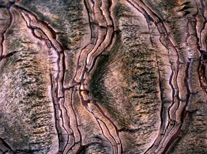 Abstract Art Patterns Drucke: Texture - abstract