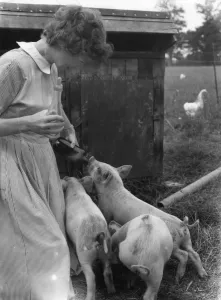 Funny Farm Animals Drucke: Feedling piglets