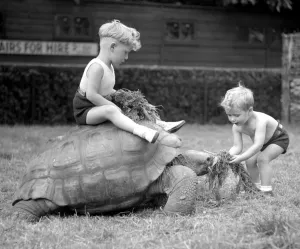 Vintage Animal Photos Drucke: Slow But Sure The time honoured saying The Way To A Mans Heart