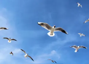 Blue Sky Bird Images Drucke: Black-headed gulls