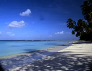 Palm Tree Beach Scenes Drucke: Polynesia Rangiroa