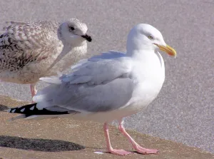 Seagull Wildlife Drucke: Seagulls
