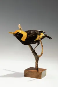 Regent-Bowerbird (Sericulus chrysocephalus), New South Wales, Australien